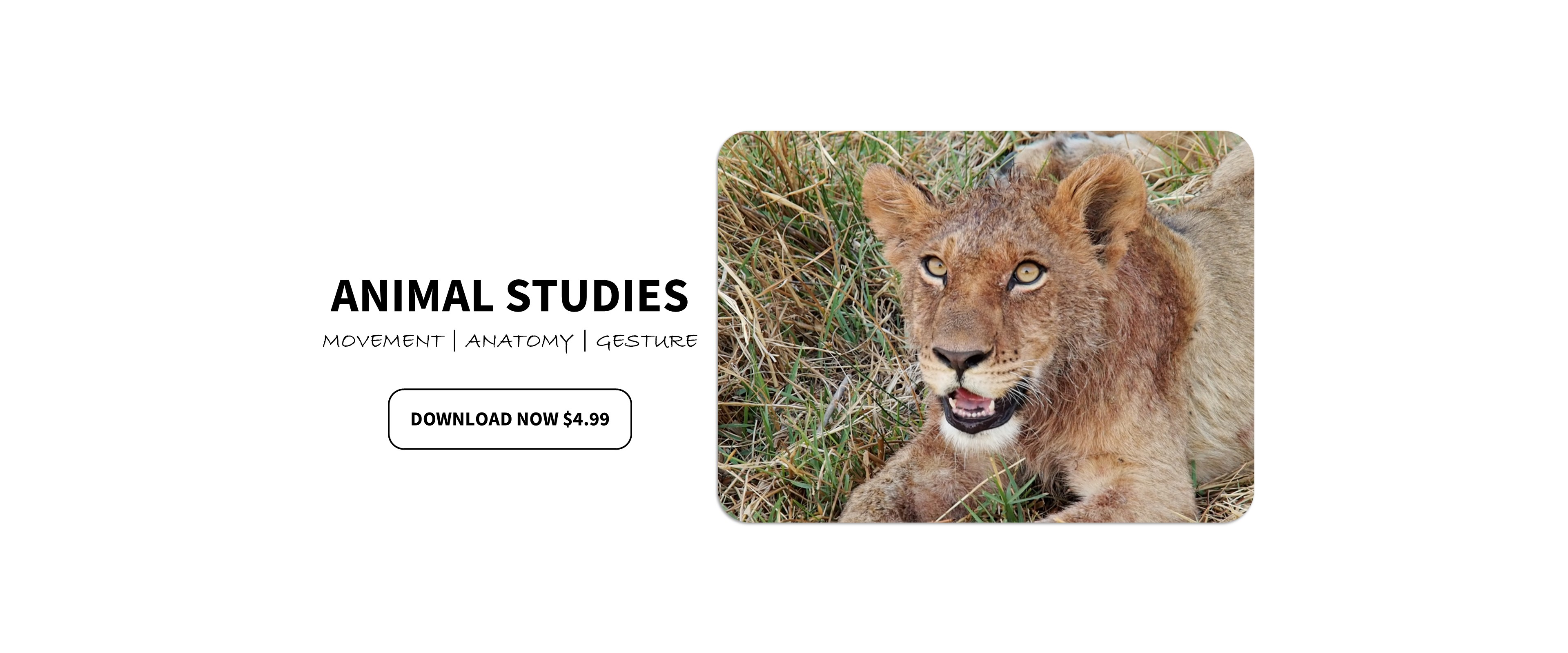 Quick Start Animals & Insects Pack